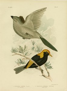 Grey Struthidea or Apostlebird, 1891 by Gracius Broinowski